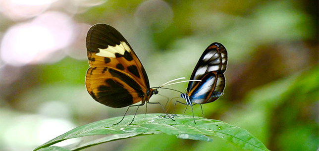 2 butterflies on a leaf facing each other